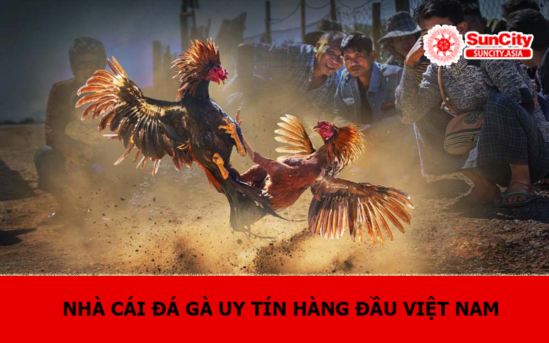 Nhà cái đá gà uy tín hàng đầu Việt Nam